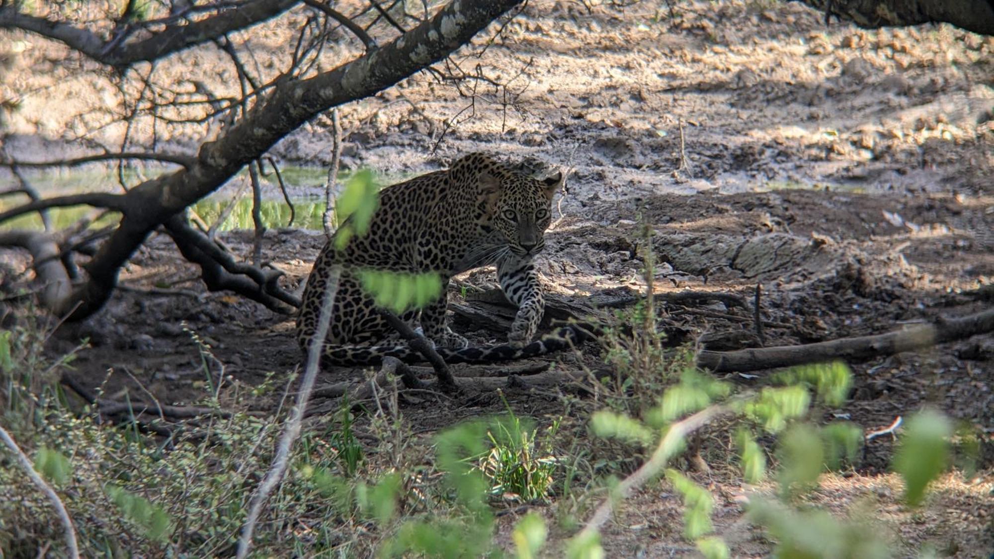 Yala Avian Eye Safari Daire Buttala Dış mekan fotoğraf
