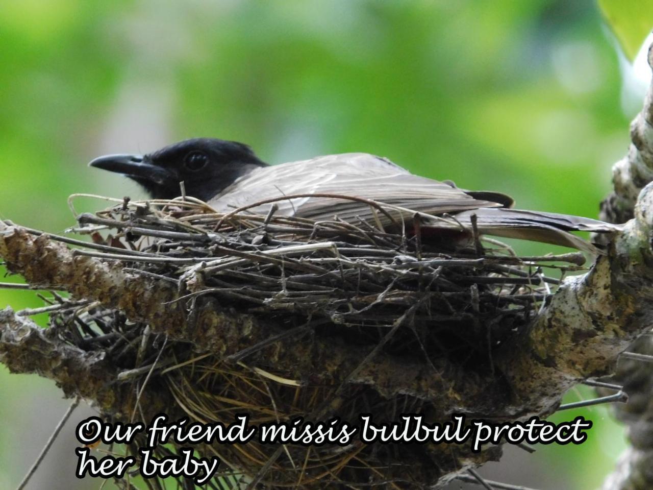 Yala Avian Eye Safari Daire Buttala Dış mekan fotoğraf