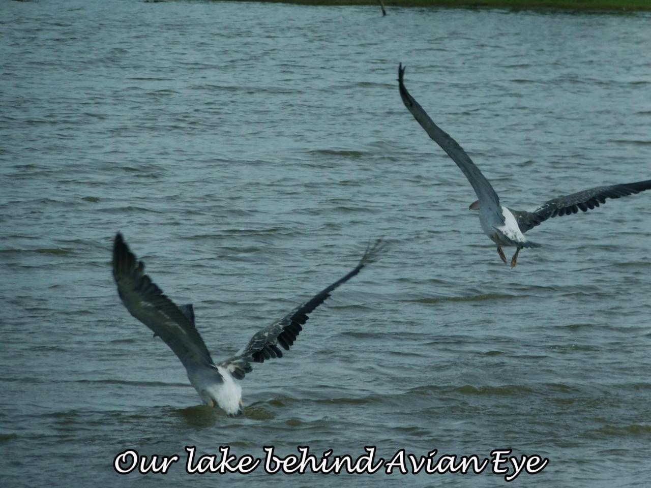 Yala Avian Eye Safari Daire Buttala Dış mekan fotoğraf