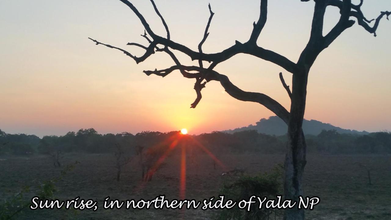 Yala Avian Eye Safari Daire Buttala Dış mekan fotoğraf