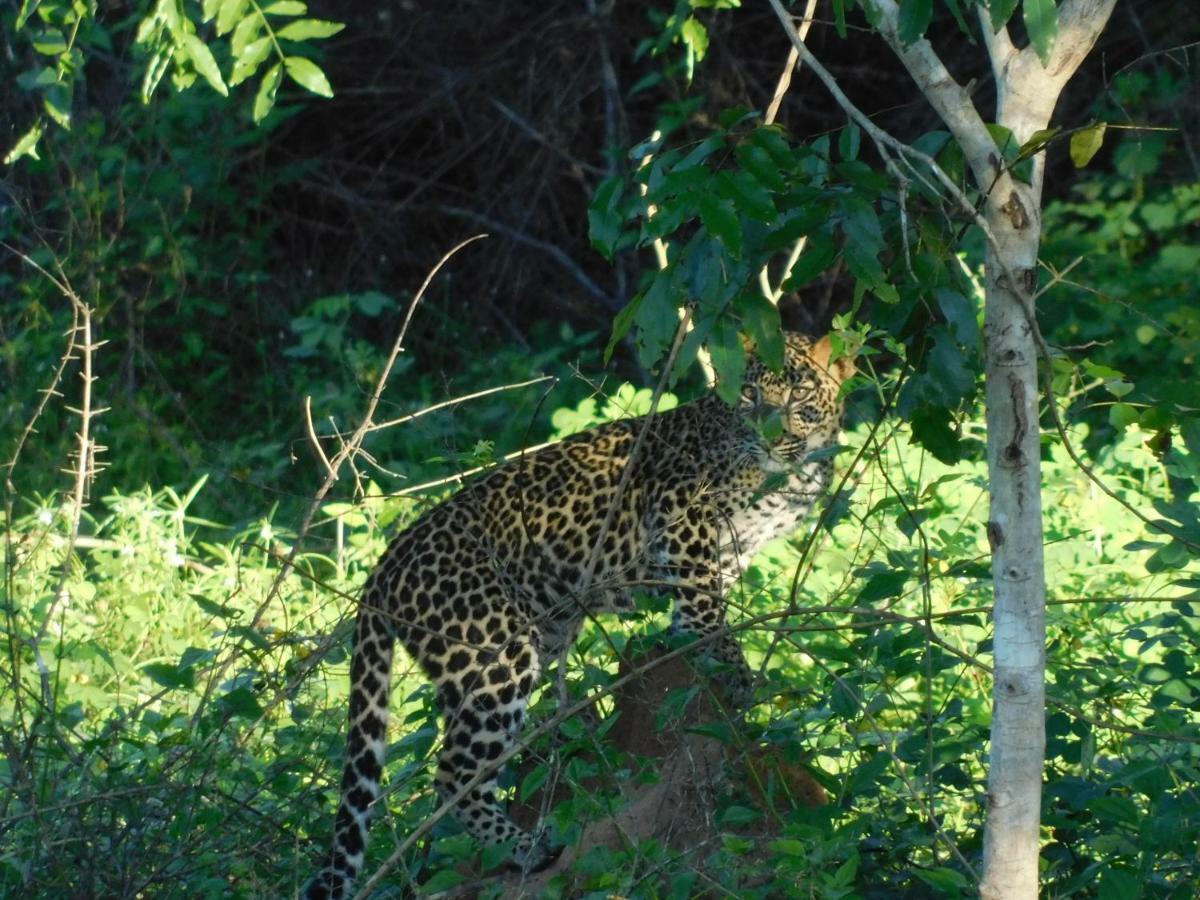 Yala Avian Eye Safari Daire Buttala Dış mekan fotoğraf