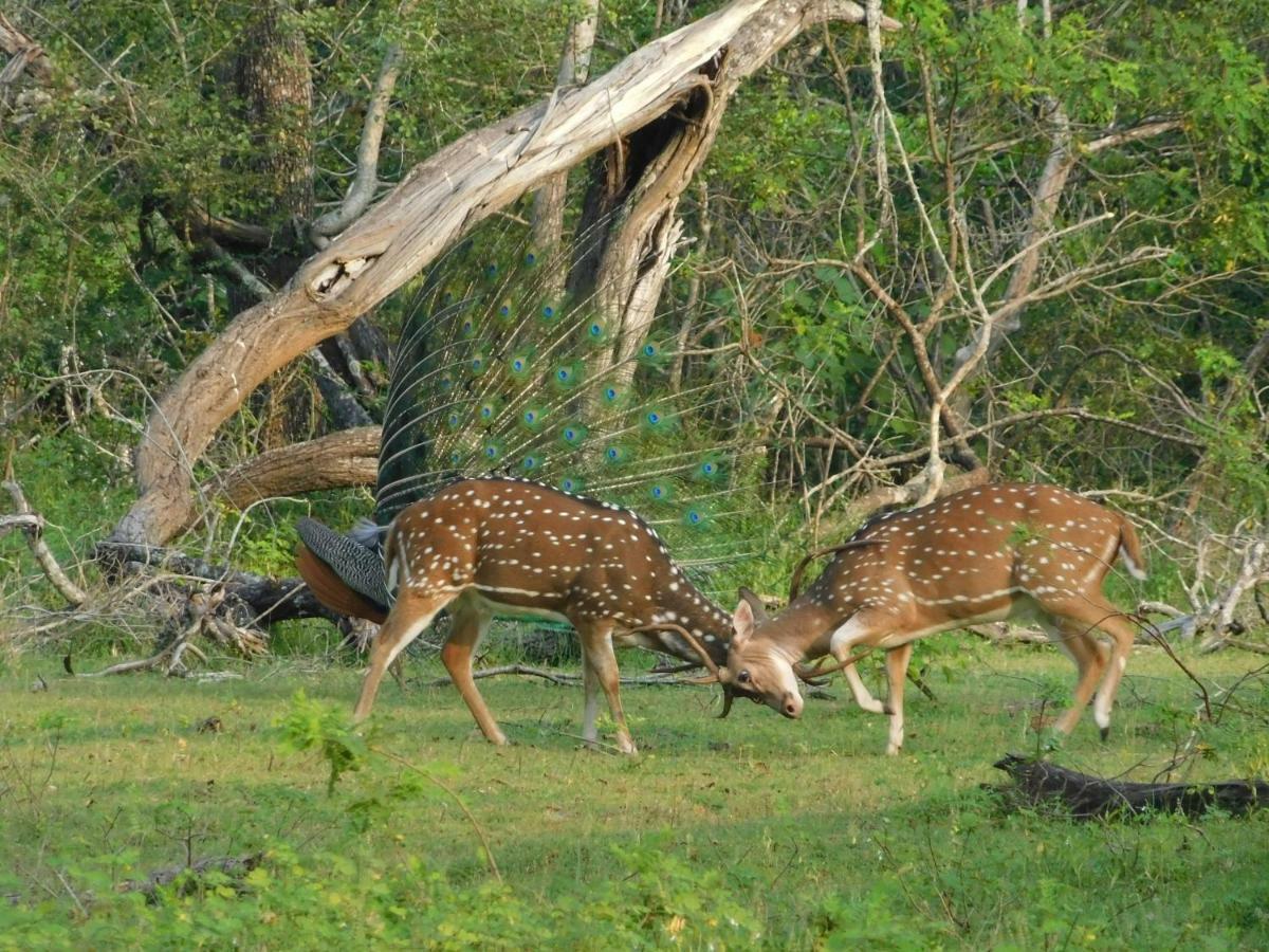 Yala Avian Eye Safari Daire Buttala Dış mekan fotoğraf
