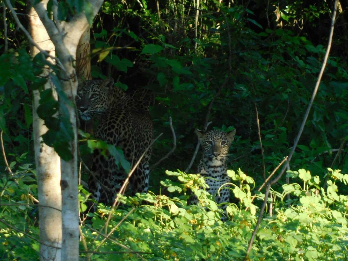 Yala Avian Eye Safari Daire Buttala Dış mekan fotoğraf